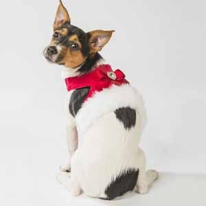 Pets at Home dog clothes Christmas
